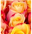 Rosa hol. pebbles 50 - RGRPEB2