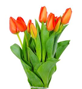 Tulipan lalibela 35 - TULLAL