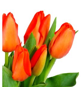 Tulipan lalibela 35 - TULLAL