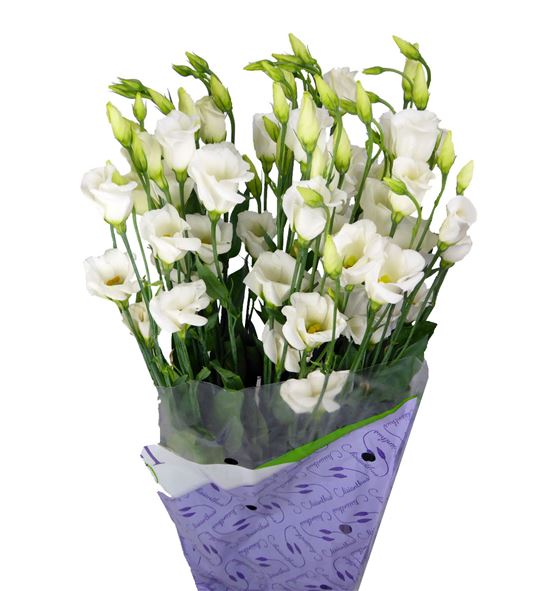 Lisianthus piccolo white 75 - LISPICWHI