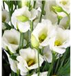 Lisianthus piccolo white 75 - LISPICWHI1