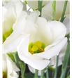 Lisianthus piccolo white 75 - LISPICWHI2