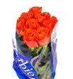 Rosa hol patz 50 - RGRPAT