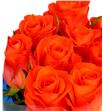 Rosa hol patz 50 - RGRPAT1