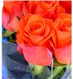 Rosa hol patz 50 - RGRPAT2