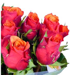 Rosa hol. espana 50 - RGRESP