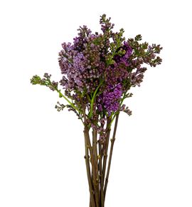 Syringa rhum horstenstein 50 - SYRRHUHOR
