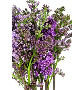 Syringa rhum horstenstein 50 - SYRRHUHOR Syringa rhum horstenstein 50 - SYRRHUHOR