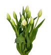 Tulipan nac white flight - TULWHIFLI