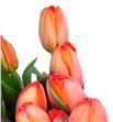 Tulipan nac sunbelt - TULSUN1
