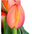Tulipan nac sunbelt - TULSUN2