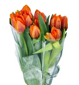 Tulipan prinses irene 36 - TULPRIIRE