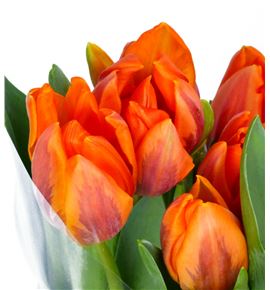 Tulipan prinses irene 36 - TULPRIIRE