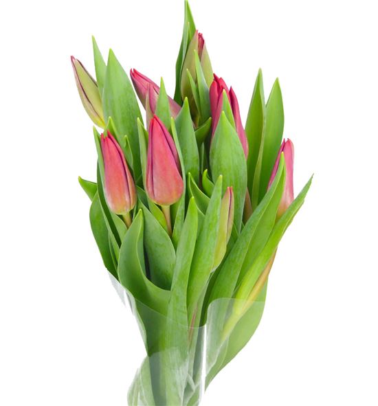 Tulipan strong love 40 - TULSTRLOVH