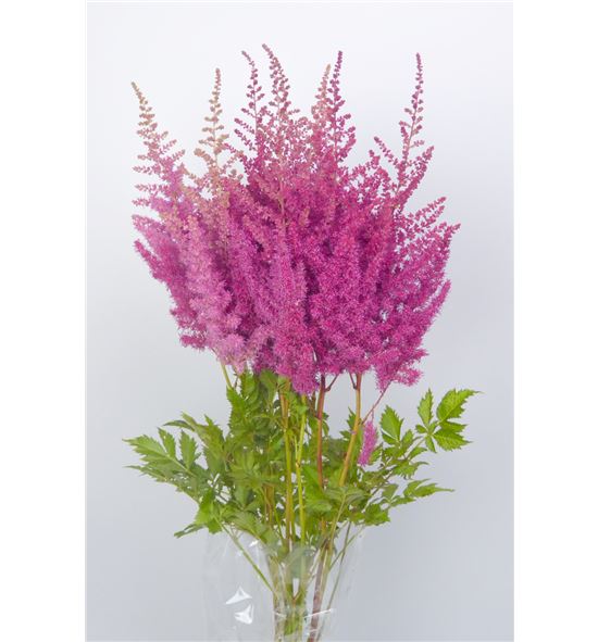 Astilbe mighty red 80 - ASTMIGREDQUE