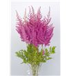 Astilbe mighty red 80 - ASTMIGREDQUE