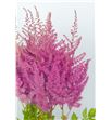 Astilbe mighty red 80 - ASTMIGREDQUE1