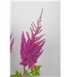 Astilbe mighty red 80 - ASTMIGREDQUE2