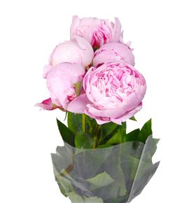 Paeonia sarah bernhard x5 50 - PAESARBER