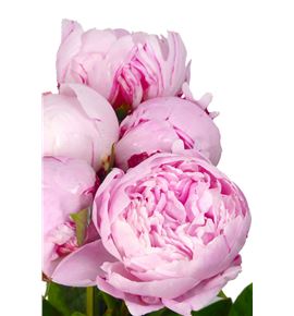 Paeonia sarah bernhard x5 50 - PAESARBER