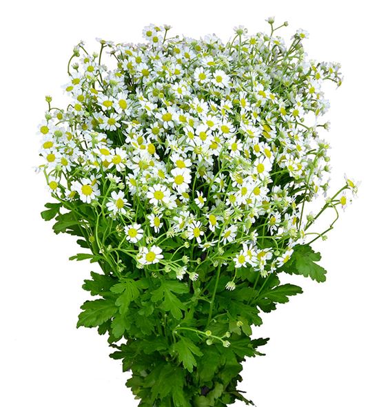 Tanacetum single vegmo 75 - TANSINVEG