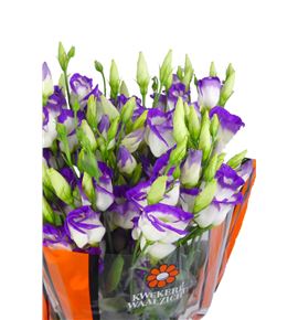 Lisianthus picc blue 75 - LISPICBLU