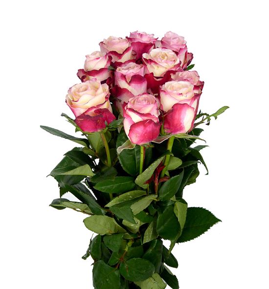 Rosa hol. sweetness 70 - RGRSWE