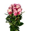 Rosa hol. sweetness 70 - RGRSWE