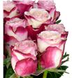 Rosa hol. sweetness 70 - RGRSWE1