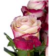 Rosa hol. sweetness 70 - RGRSWE2