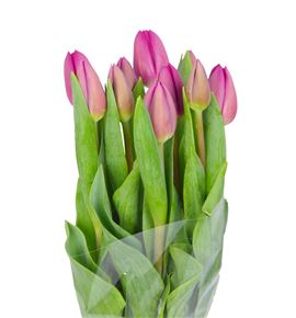 Tulipan hol barcelona 44 - TULBAR