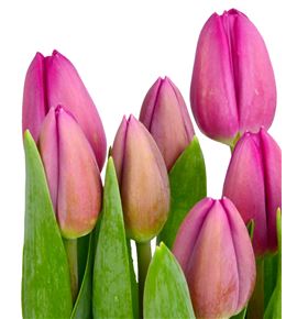 Tulipan hol barcelona 44 - TULBAR