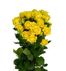 Rs ramificada mariah 60 - RTRMAR