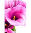 Cala captain violetta 55 - ZANCAPVIO2