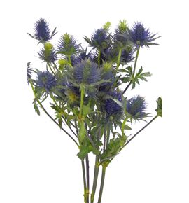 Eryng supernova qstar 70 - ERYSUPQST