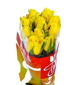 Rosa hol. moonwalk 50 - RGRMOO