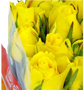 Rosa hol. moonwalk 50 - RGRMOO