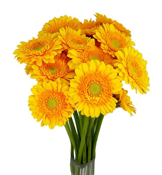 Gerb mini springtime 50 - GERMSPR