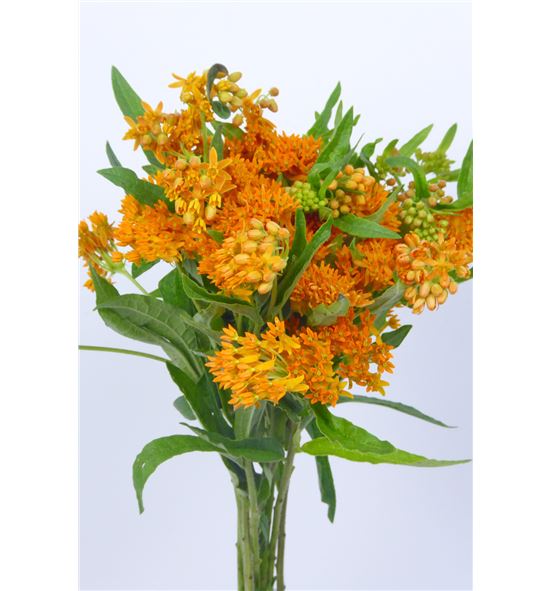 Asclepia tuberosa 70 - ASCTUB