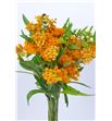 Asclepia tuberosa 70 - ASCTUB