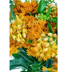 Asclepia tuberosa 70 - ASCTUB