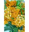 Asclepia tuberosa 70 - ASCTUB1