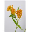 Asclepia tuberosa 70 - ASCTUB2