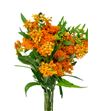 Asclepia tuberosa 45 - ASCTUB