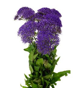 Trach lake michigan 60 - TRALAKMIC