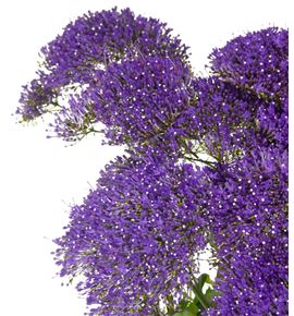 Trach lake michigan 60 - TRALAKMIC