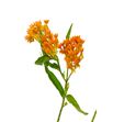 Asclepia tuberosa 45 - ASCTUB2