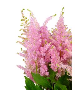 Astilbe jap europa 70 - ASTJAPEUR