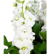 Matthiola aida white 65 - MATAIDWHI1