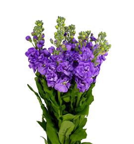 Matthiola mathilda lavander 55 - MATMATLAV